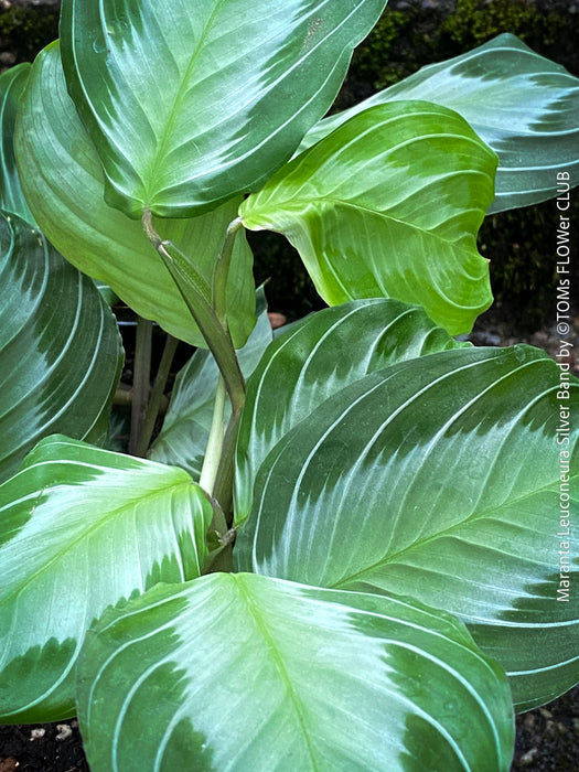 Maranta Leuconeura Massangeana, Prayer Plant, organically grown tropical plants for sale at TOMs FLOWer CLUB.