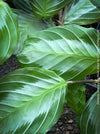 Maranta Leuconeura Massangeana, Prayer Plant, organically grown tropical plants for sale at TOMs FLOWer CLUB.