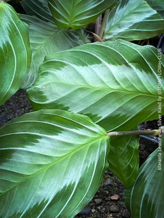 Maranta Leuconeura Massangeana, Prayer Plant, organically grown tropical plants for sale at TOMs FLOWer CLUB.