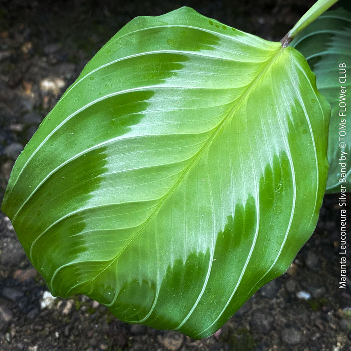 Maranta Leuconeura Massangeana, Prayer Plant, organically grown tropical plants for sale at TOMs FLOWer CLUB.