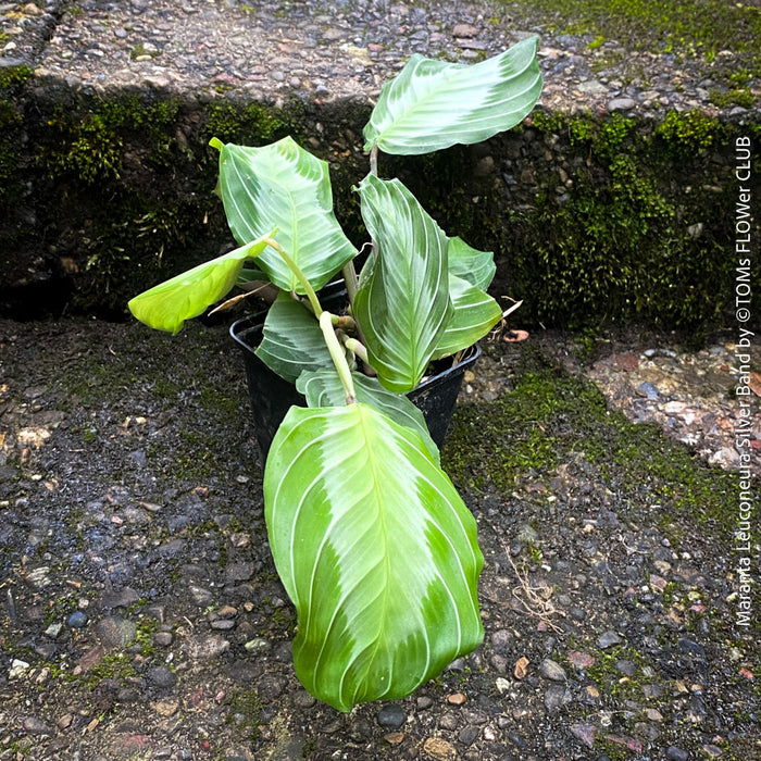 Maranta Leuconeura Massangeana, Prayer Plant, organically grown tropical plants for sale at TOMs FLOWer CLUB.