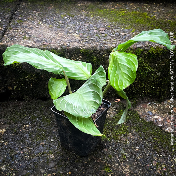 Maranta Leuconeura Massangeana, Prayer Plant, organically grown tropical plants for sale at TOMs FLOWer CLUB.