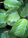 Maranta Leuconeura Massangeana, Prayer Plant, organically grown tropical plants for sale at TOMs FLOWer CLUB.
