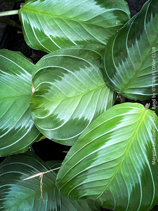 Maranta Leuconeura Massangeana, Prayer Plant, organically grown tropical plants for sale at TOMs FLOWer CLUB.