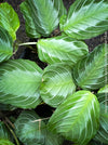 Maranta Leuconeura Massangeana, Prayer Plant, organically grown tropical plants for sale at TOMs FLOWer CLUB.