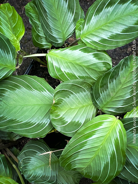 Maranta Leuconeura Massangeana, Prayer Plant, organically grown tropical plants for sale at TOMs FLOWer CLUB.