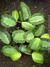 Maranta Leuconeura Massangeana, Prayer Plant, organically grown tropical plants for sale at TOMs FLOWer CLUB.