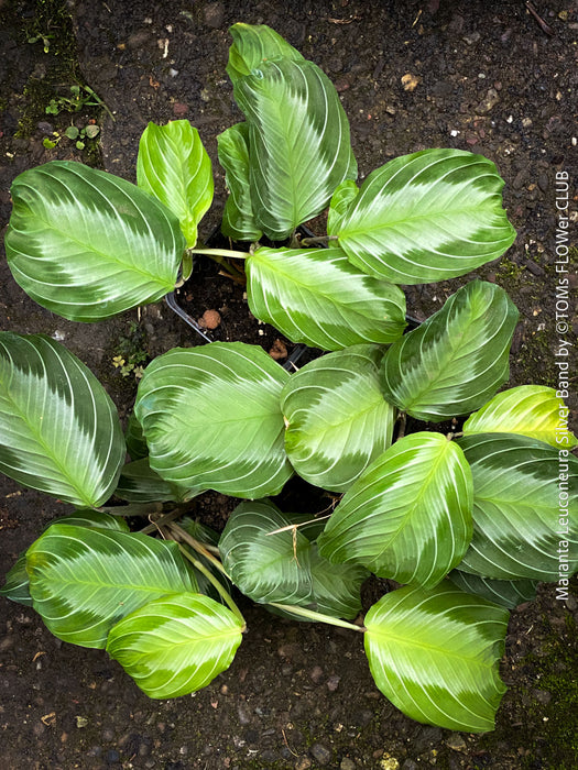 Maranta Leuconeura Massangeana, Prayer Plant, organically grown tropical plants for sale at TOMs FLOWer CLUB.