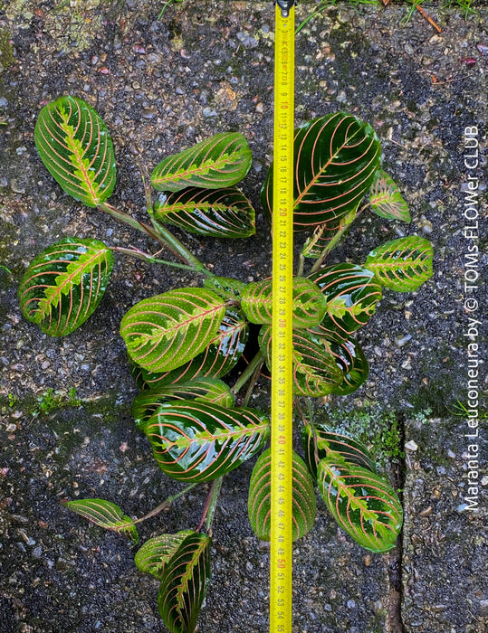 Maranta Leuconeura, organically grown tropical plants for sale at TOMs FLOWer CLUB.