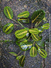 Maranta Leuconeura, organically grown tropical plants for sale at TOMs FLOWer CLUB.