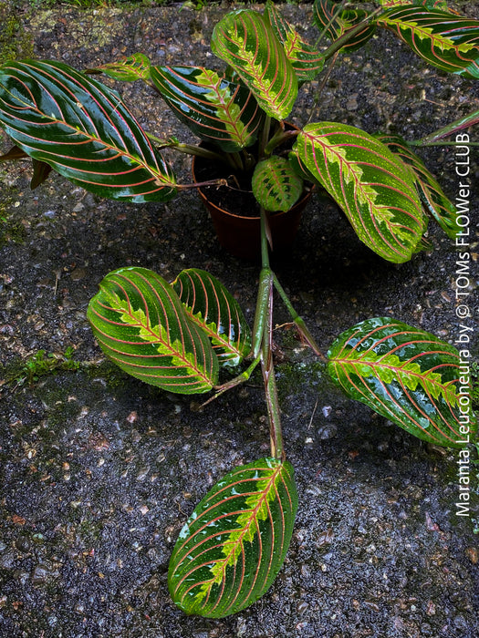 Maranta Leuconeura, organically grown tropical plants for sale at TOMs FLOWer CLUB.