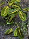 Maranta Leuconeura, organically grown tropical plants for sale at TOMs FLOWer CLUB.