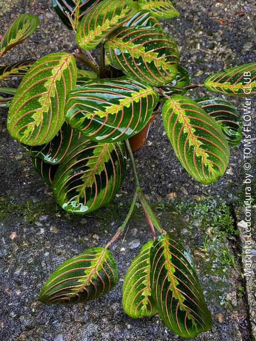 Maranta Leuconeura, organically grown tropical plants for sale at TOMs FLOWer CLUB.