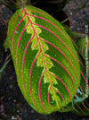 Maranta Leuconeura, organically grown tropical plants for sale at TOMs FLOWer CLUB.