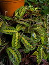 Maranta Leuconeura, organically grown tropical plants for sale at TOMs FLOWer CLUB.