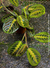 Maranta Leuconeura, organically grown tropical plants for sale at TOMs FLOWer CLUB.