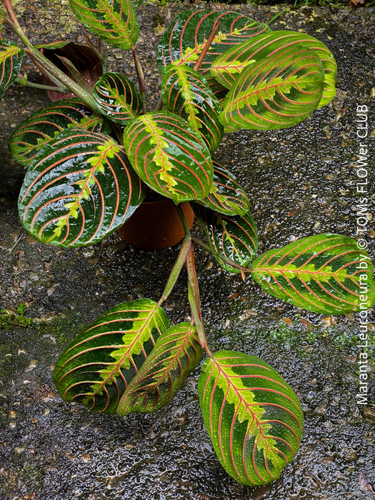 Maranta Leuconeura, organically grown tropical plants for sale at TOMs FLOWer CLUB.