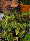 Maranta Leuconeura, organically grown tropical plants for sale at TOMs FLOWer CLUB.