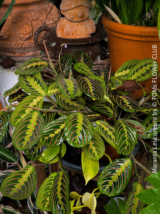 Maranta Leuconeura, organically grown tropical plants for sale at TOMs FLOWer CLUB.