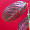 Maranta Leuconeura, organically grown tropical plants for sale at TOMs FLOWer CLUB.