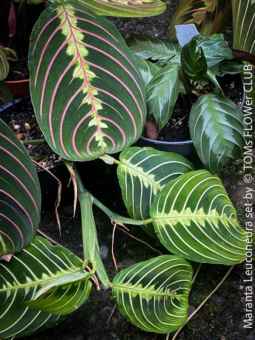 Maranta Leuconeura, organically grown tropical plants for sale at TOMs FLOWer CLUB.