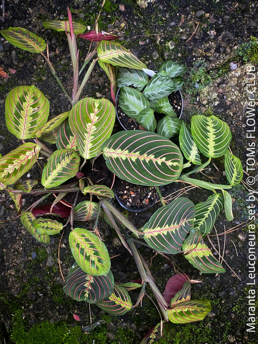 Maranta Leuconeura, organically grown tropical plants for sale at TOMs FLOWer CLUB.