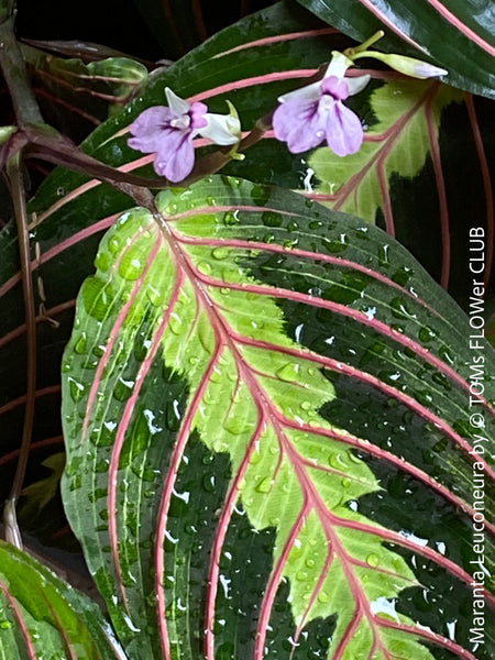 Flowering Maranta Leuconeura, organically grown tropical plants for sale at TOMs FLOWer CLUB.