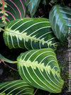 Maranta Leuconeura, organically grown tropical plants for sale at TOMs FLOWer CLUB.