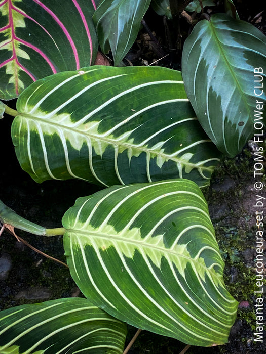 Maranta Leuconeura, organically grown tropical plants for sale at TOMs FLOWer CLUB.