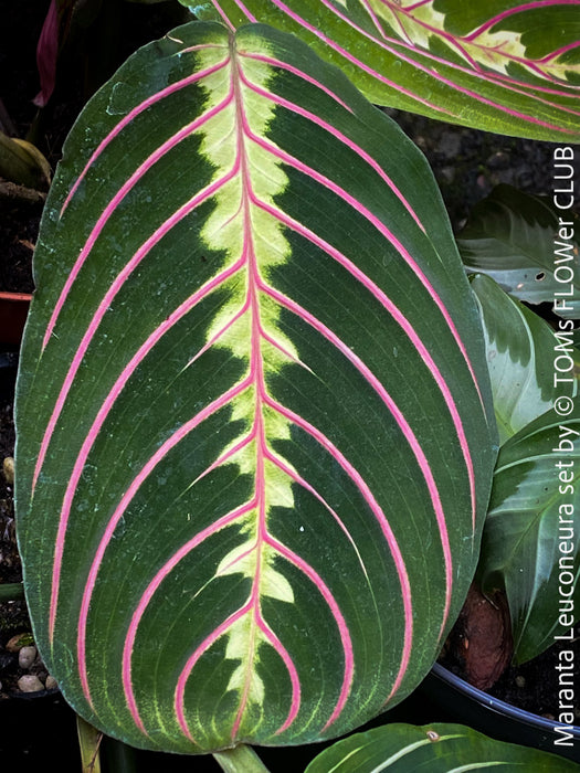 Maranta Leuconeura, organically grown tropical plants for sale at TOMs FLOWer CLUB.