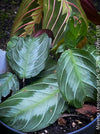 Maranta Leuconeura, organically grown tropical plants for sale at TOMs FLOWer CLUB.