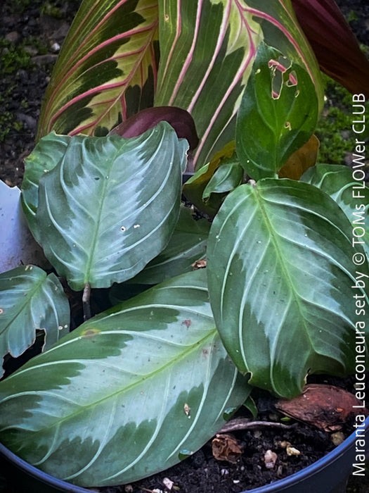 Maranta Leuconeura, organically grown tropical plants for sale at TOMs FLOWer CLUB.