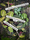 Maranta Leuconeura, organically grown tropical plants for sale at TOMs FLOWer CLUB.