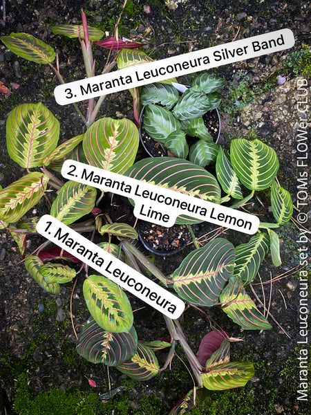 Maranta Leuconeura, organically grown tropical plants for sale at TOMs FLOWer CLUB.