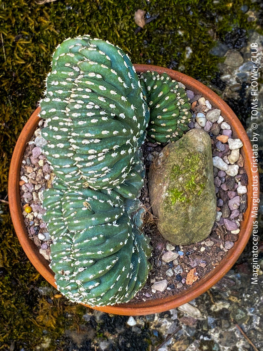 Marginatocereus Marginatus Cristata, organically grown succulent plants for sale at TOMs FLOWer CLUB, cactus, Kakteen, crested cactus