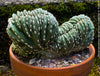 Marginatocereus Marginatus Cristata, organically grown succulent plants for sale at TOMs FLOWer CLUB, cactus, Kakteen, crested cactus