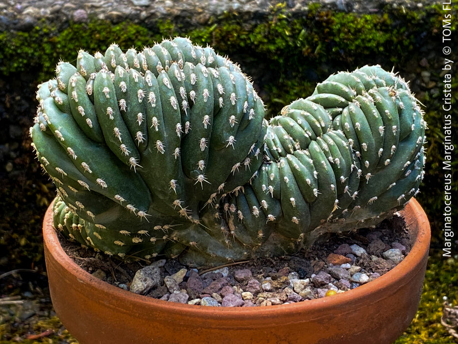 Marginatocereus Marginatus Cristata, organically grown succulent plants for sale at TOMs FLOWer CLUB, cactus, Kakteen, crested cactus