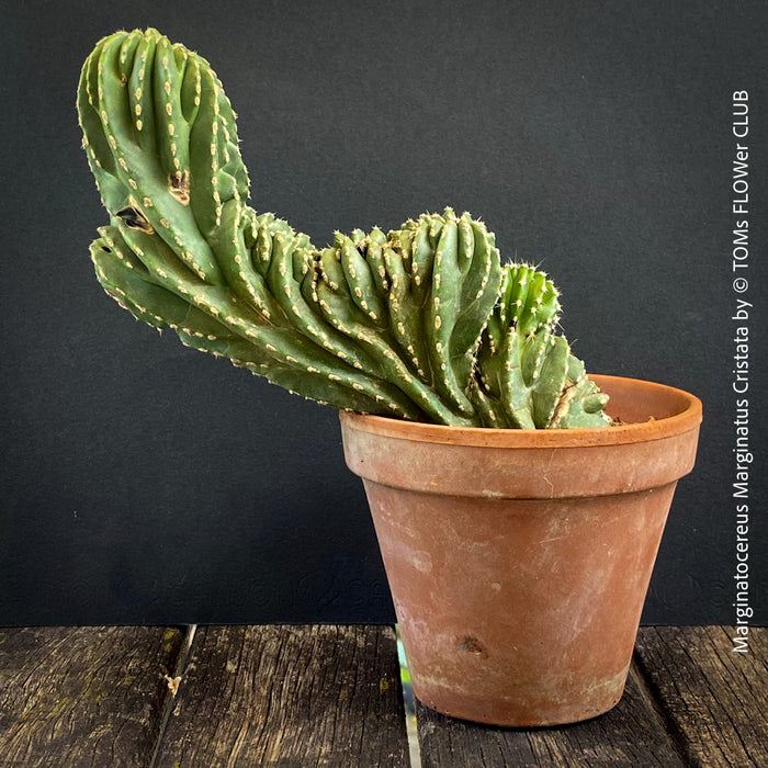 Marginatocereus Marginatus Cristata, organically grown succulent plants for sale at TOMs FLOWer CLUB, cactus, Kakteen, crested cactus