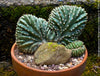 Marginatocereus Marginatus Cristata, organically grown succulent plants for sale at TOMs FLOWer CLUB, cactus, Kakteen, crested cactus