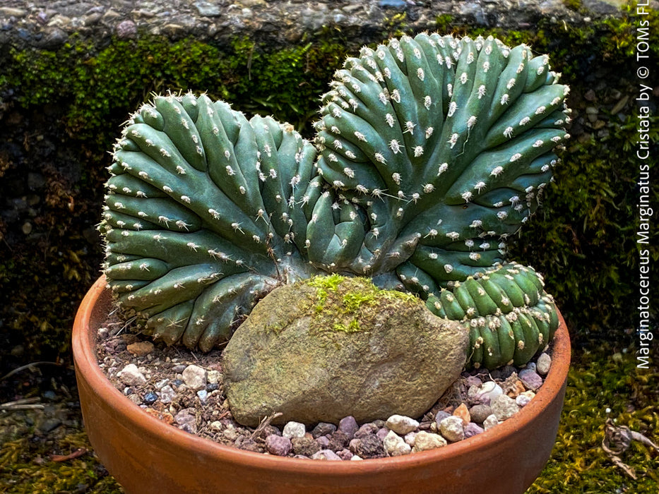 Marginatocereus Marginatus Cristata, organically grown succulent plants for sale at TOMs FLOWer CLUB, cactus, Kakteen, crested cactus