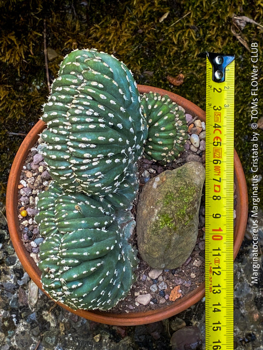 Marginatocereus Marginatus Cristata, organically grown succulent plants for sale at TOMs FLOWer CLUB, cactus, Kakteen, crested cactus