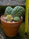 Marginatocereus Marginatus Cristata, organically grown succulent plants for sale at TOMs FLOWer CLUB, cactus, Kakteen, crested cactus