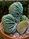 Marginatocereus Marginatus Cristata, organically grown succulent plants for sale at TOMs FLOWer CLUB, cactus, Kakteen, crested cactus