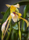 Maxillaria Picta, white yellow flowering orchid, organically grown tropical plants for sale at TOMs FLOWer CLUB.