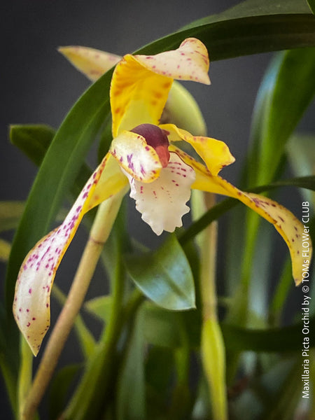 Maxillaria Picta, white yellow flowering orchid, organically grown tropical plants for sale at TOMs FLOWer CLUB.