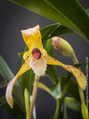 Maxillaria Picta, white yellow flowering orchid, organically grown tropical plants for sale at TOMs FLOWer CLUB.