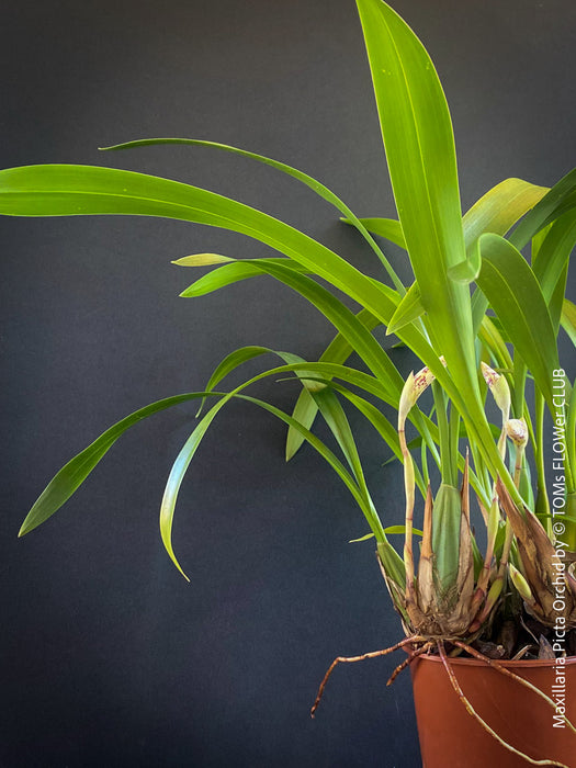 Maxillaria Picta, white yellow flowering orchid, organically grown tropical plants for sale at TOMs FLOWer CLUB.