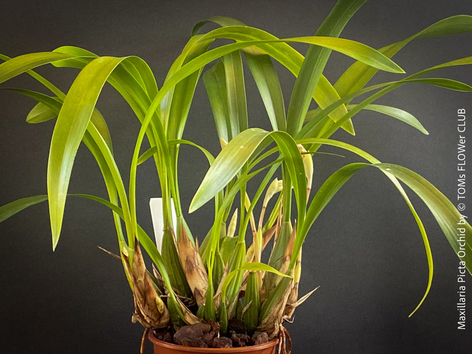 Maxillaria Picta, white yellow flowering orchid, organically grown tropical plants for sale at TOMs FLOWer CLUB.