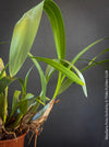 Maxillaria Picta, white yellow flowering orchid, organically grown tropical plants for sale at TOMs FLOWer CLUB.