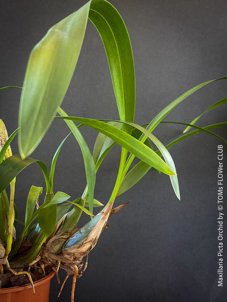 Maxillaria Picta, white yellow flowering orchid, organically grown tropical plants for sale at TOMs FLOWer CLUB.